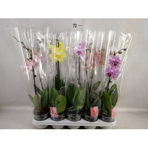 Phalaenopsis   ...mix