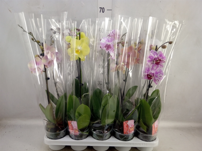 <h4>Phalaenopsis   ...mix</h4>