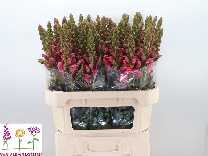 <h4>ANTIR MONACO ROSE</h4>