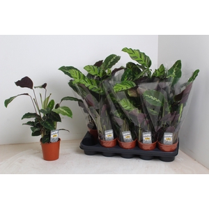 CALATHEA MIX P12
