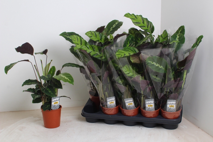 <h4>CALATHEA MIX P12</h4>