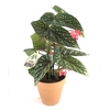 BEGONIA MACULATA P13,5