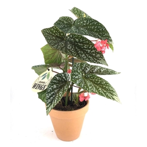 BEGONIA MACULATA P13,5