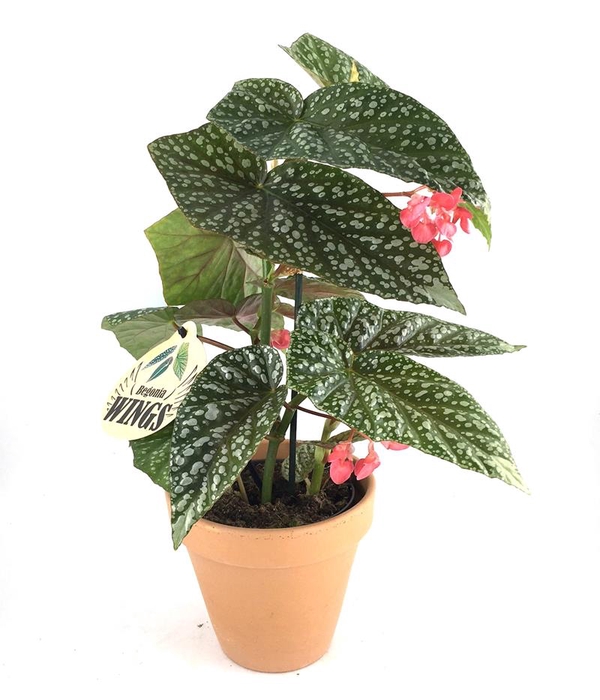 <h4>BEGONIA MACULATA P13,5</h4>