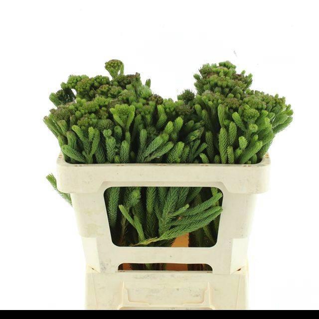 <h4>BRUN ALBIFLORA</h4>