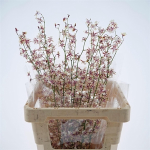 Oncidium Sharry Baby Yuki L