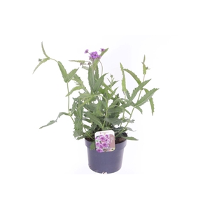 Verbena rigida Venosa