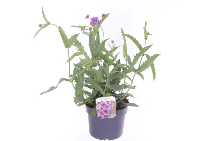 <h4>Verbena rigida Venosa</h4>