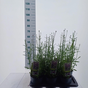 Verbena bonariensis