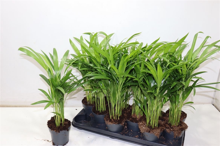 <h4>Dypsis Lutescens</h4>