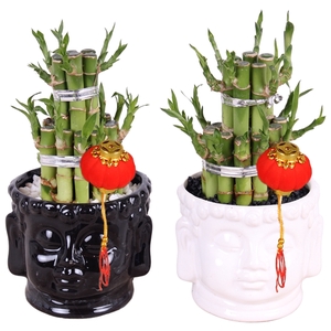 Lucky Bamboo Round 2Big in ø11cm Buddha head pot Black/White