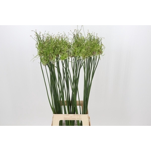 Allium Art