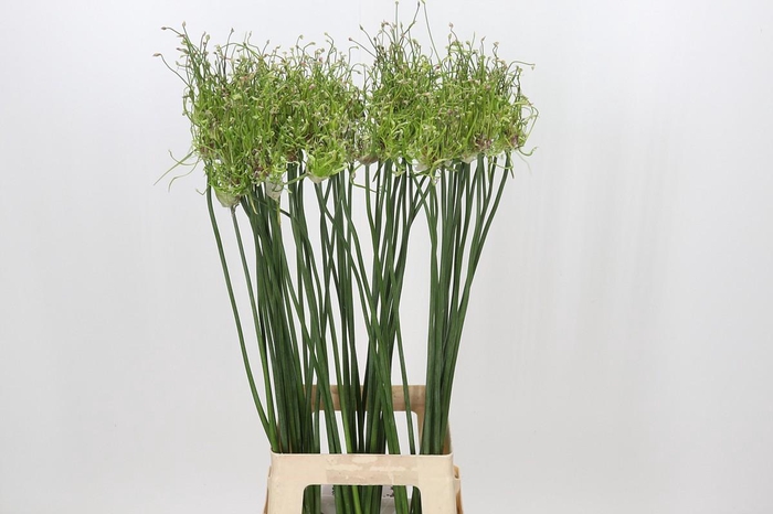 <h4>Allium Art</h4>