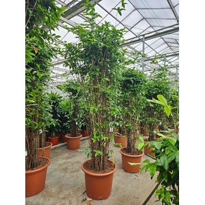 Dracaena Surculosa