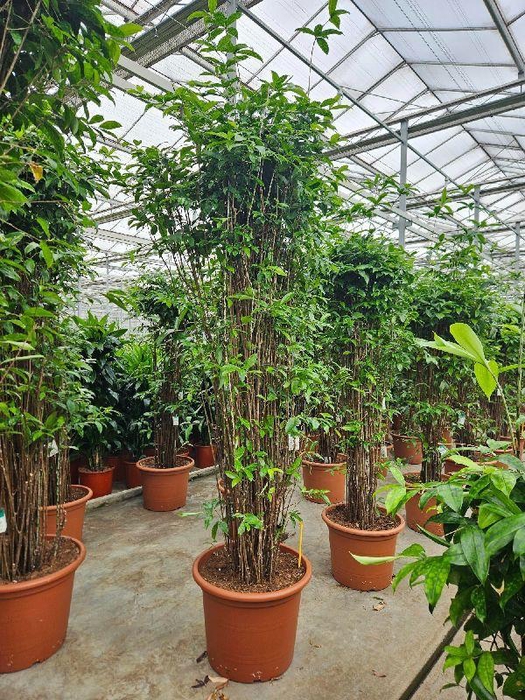 <h4>Dracaena Surculosa</h4>