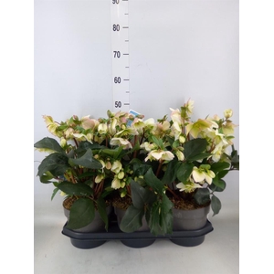 Helleborus   ...