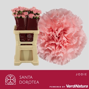 DI ST JODIE