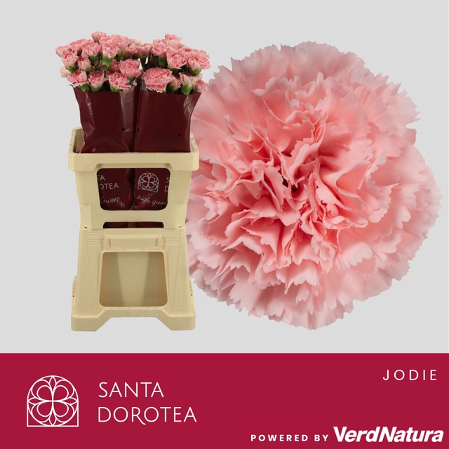 <h4>DI ST JODIE</h4>