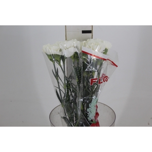 CRAVO PARU 060 CM