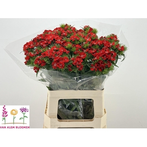DI BARB WILL SCARLET