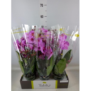 Phalaenopsis   ...rose