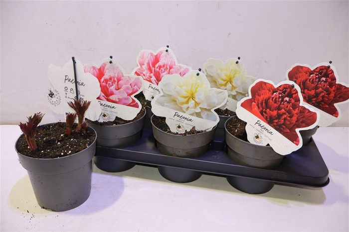 <h4>Paeonia L Gem</h4>