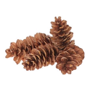 Deco Pinecone Strobus 3kg Natural