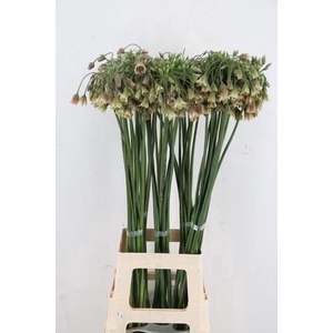 ALLIUM NECT SICULUM BULGAR