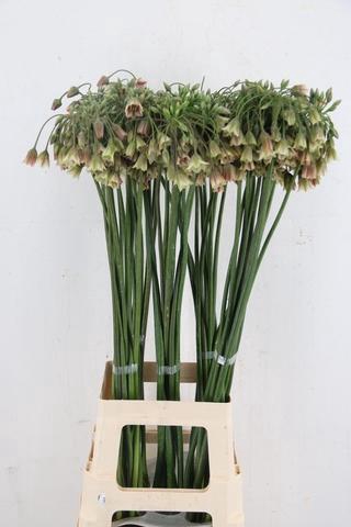 <h4>ALLIUM NECT SICULUM BULGAR</h4>