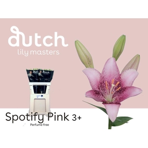 LI LA SPOTIFY PINK 3+