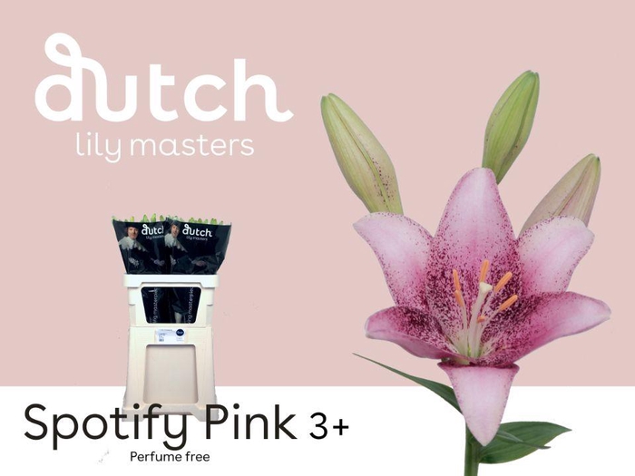 <h4>LI LA SPOTIFY PINK 3+</h4>