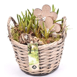 Wilg mand grijs met oor 18cm