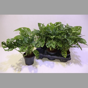 Monstera Monkey Leaf