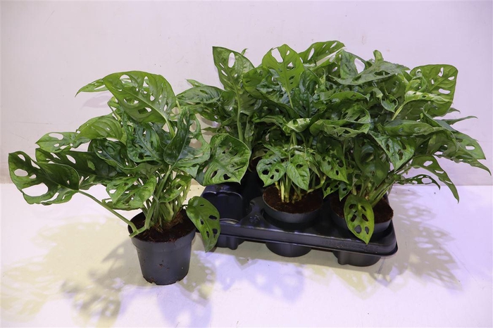 <h4>Monstera Monkey Leaf</h4>