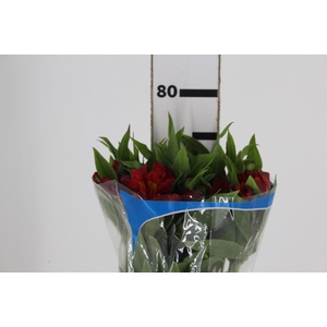 ALSTROEMERIA HOT PEPPER 080 CM