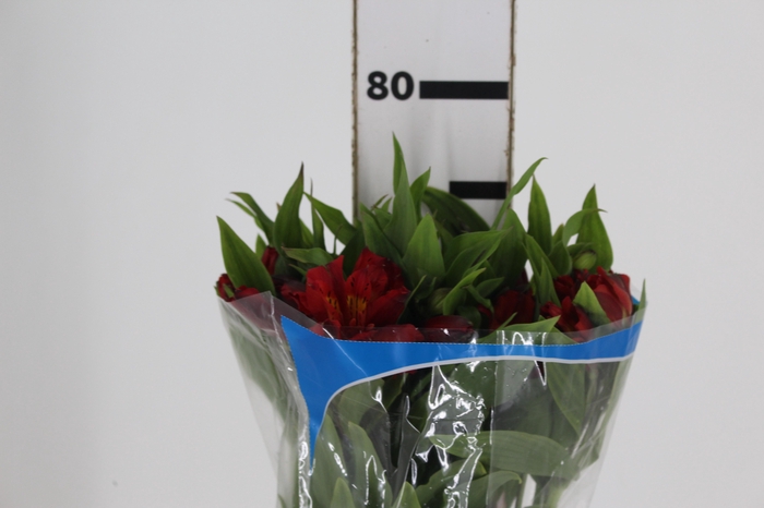 ALSTROEMERIA HOT PEPPER 080 CM
