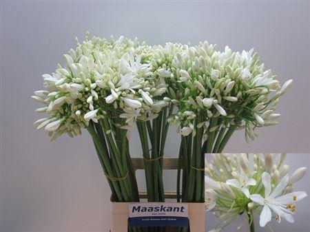 <h4>Agap Umbellatus Albu</h4>