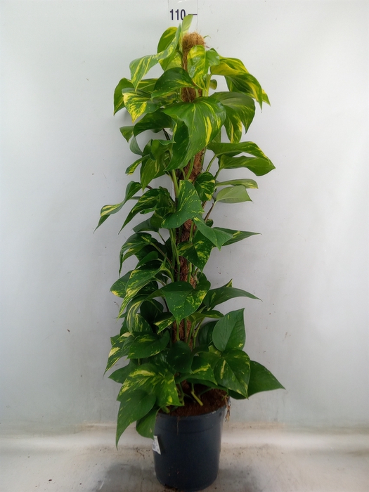 <h4>Epipremnum pinn.   ...moss stick</h4>
