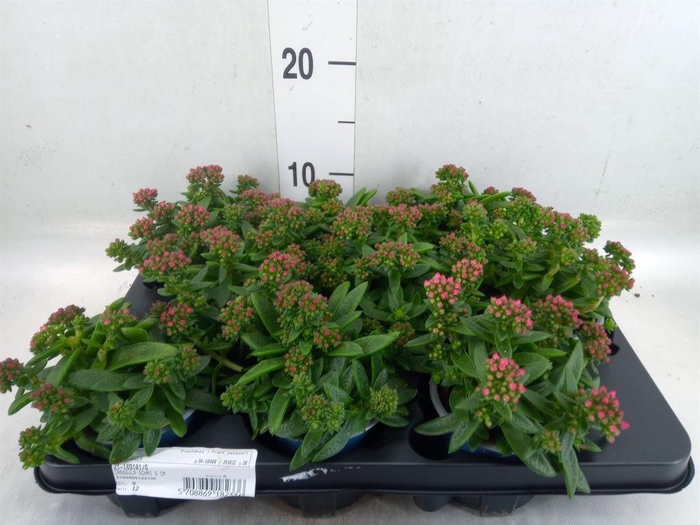 <h4>Crassula schmidtii</h4>