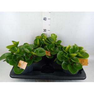 Peperomia obt. 'Green Gold'