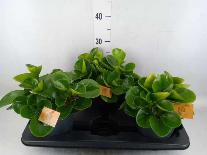 <h4>Peperomia obt. 'Green Gold'</h4>