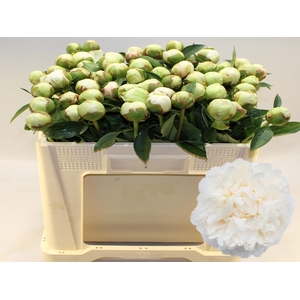 PAEO L BOWL OF CREAM