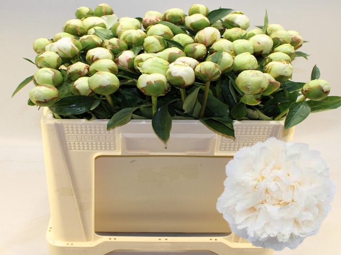 <h4>Paeo L Bowl Of Cream</h4>