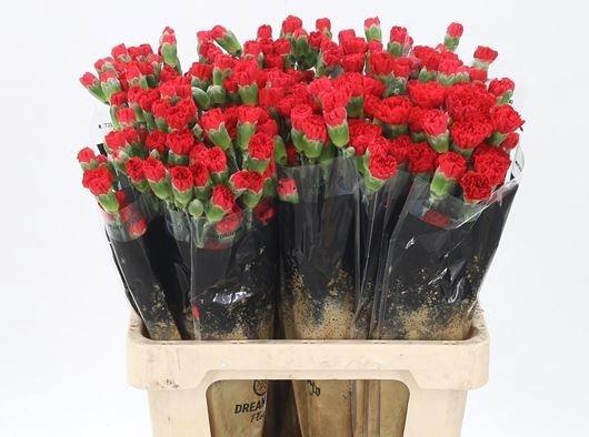 <h4>DI TR ARAGON</h4>