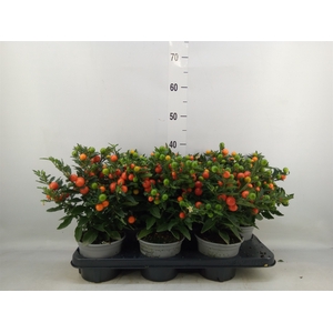 Solanum pseudocapsicum 'Bartoli'