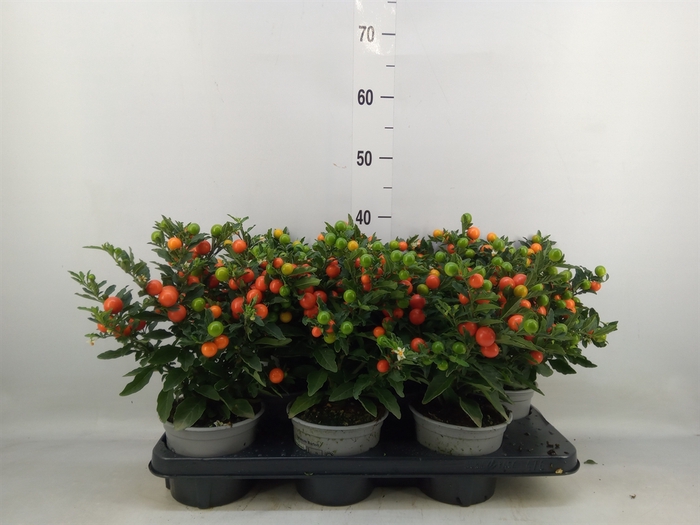 <h4>Solanum pseudocapsicum 'Bartoli'</h4>