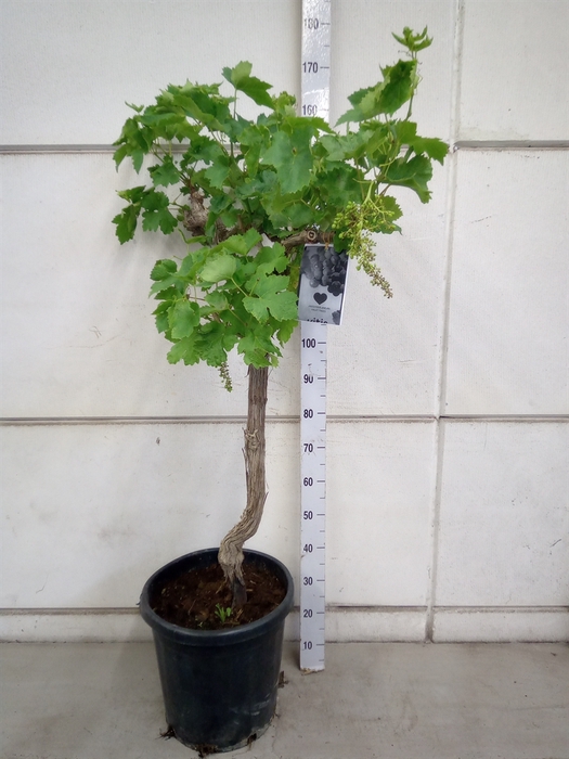 <h4>Vitis vinifera</h4>