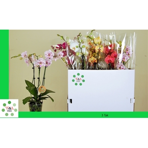 PHAL GEM 7 KL