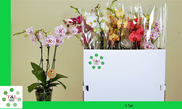 <h4>PHAL GEM 7 KL</h4>