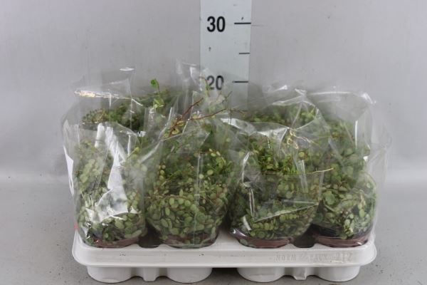 <h4>Peperomia pros.</h4>